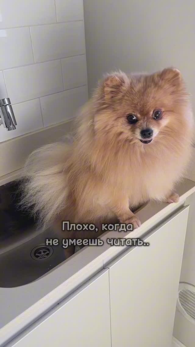 Плохо, когда не умеешь читать!
