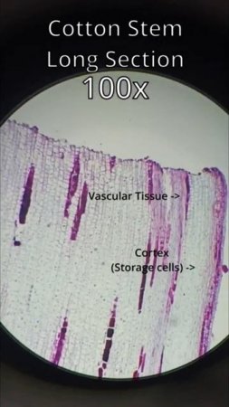 Cotton Stem long section #science #interesting #biology #plants #art #microscope #viral #shorts