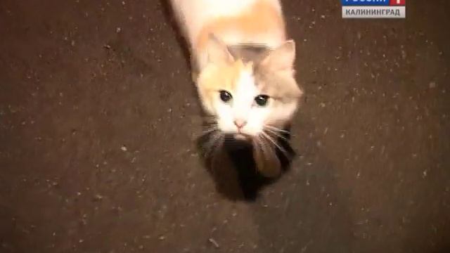 НОЧНОЙ ГРАБИТЕЛЬ смотреть онлайн