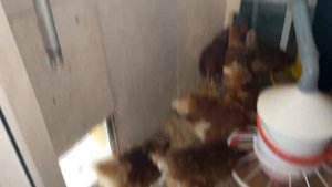 Продолжение Переделка курятника: 22 птицы на 4 квадратных метрах.