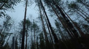 ГЛУХАРЬ НА ТОКУ 2024 ГОД!! КАК СВАРКОЙ СРЕЗАЛО.