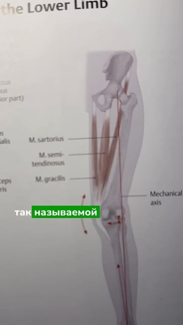 Почему травмируются связки колена? #больвколене #колено #здоровоеколено