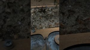 саранча против муравьёв