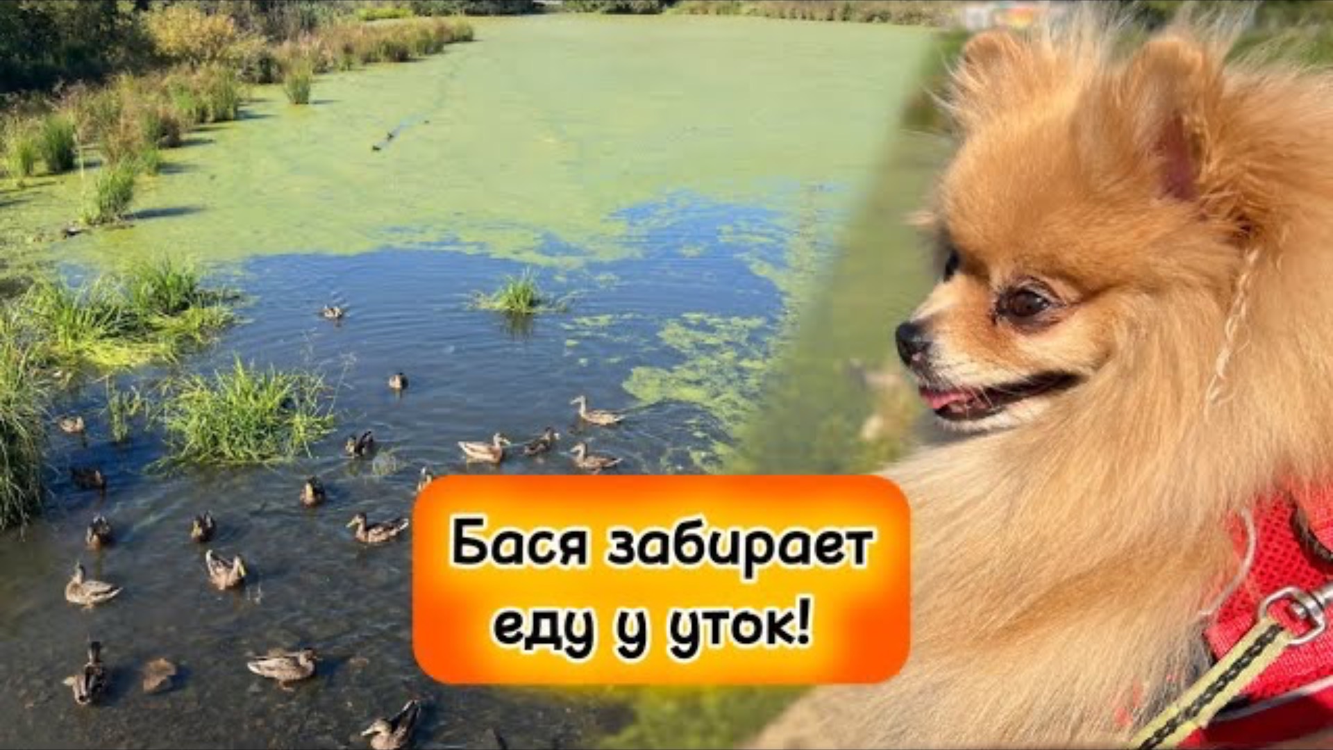 Бася забирает еду у уток!
