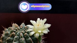 #Гимнокалициум (#Gymnocalycium) 2
