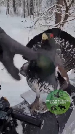 Нападение Глухаря 🦅🙂