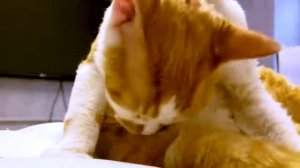 Богатый КОТ vs Бедный КОТИК - Каждый КОТИК Такой - Вайны на Мы семья