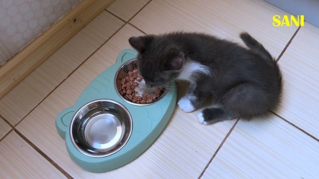 Что стало с беременной кошкой и её котятами. Долгожданный финал доброй истории SANI vlog. смотреть онлайн