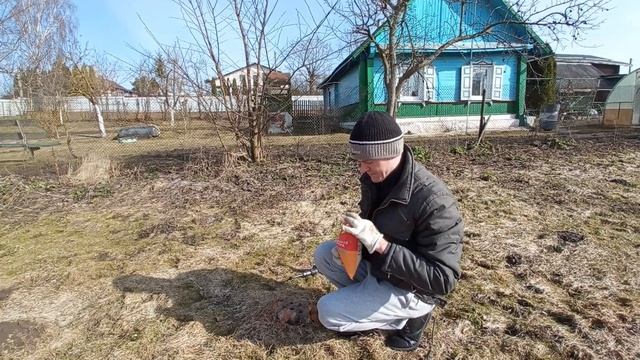 Убираем пень аммиачной селитрой. Начинаем эксперемент!