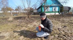 Убираем пень аммиачной селитрой. Начинаем эксперемент!