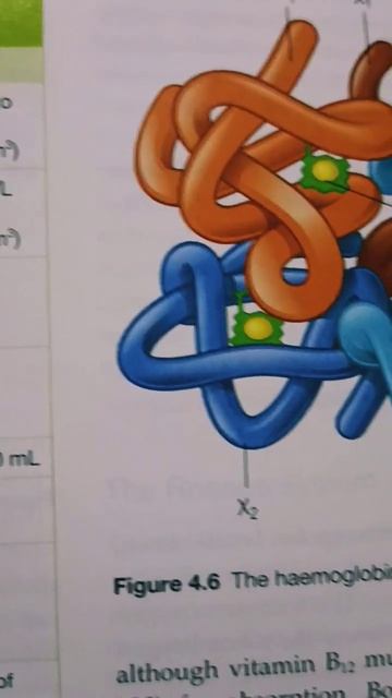 The diagram of haemoglobin #molecule #haemoglobin #diagram #bpharma ✍️#kaumya95 #shorts смотреть онлайн
