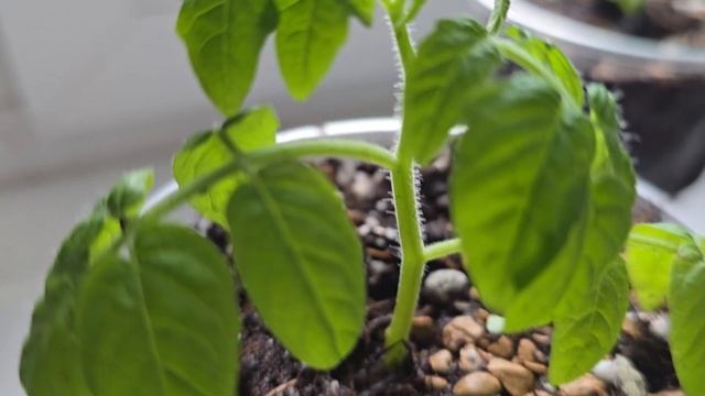 Рассаду не узнать от этой копеечной подкормки, полейте и через 2 дня не узнаете рассаду смотреть онлайн