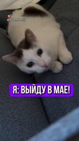 Выйду в мае #astenfamily#кототерапия #кошечки#приколыкоты#котыприколы#смешные котики