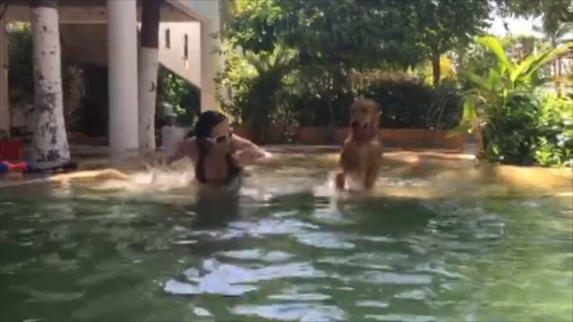 Pata de Perro ,Vida de Pelos /PetFriendly смотреть онлайн