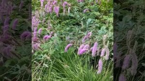 Кровохлебка Обтуза (Sanguisorba Obtusa)
