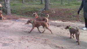 Ирландские терьеры : Сынок Римус . Прогулка с папой Куртом энд Ко.