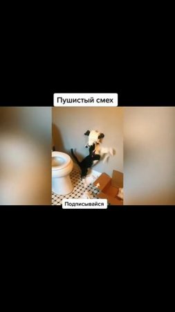 Пушистый смех