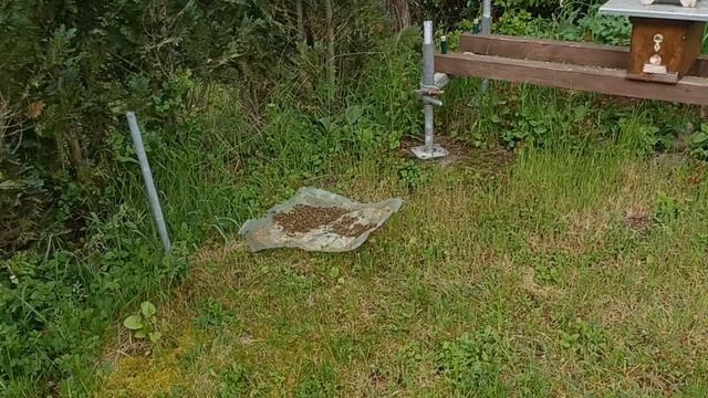 пчёлы пропала моточка в отводке, 15 апреля смотреть онлайн