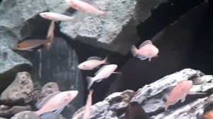 Танганьика