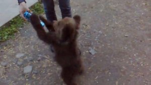 медвежонки Потап и Настя )))