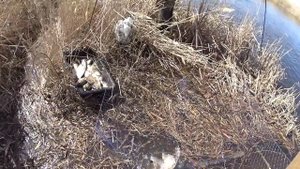 Рыбалка на паук подъёмник Наша речка нас порадовала.