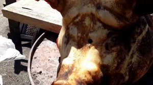 Стрельба из травматического ПМ