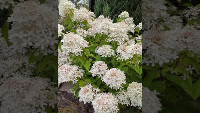 Лето 2020 смотреть онлайн