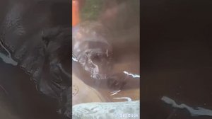 Московский зоопарк.