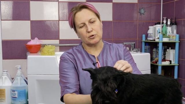 ПРАВИЛА УХОДА ЗА СОБАКОЙ. 10 ВОПРОСОВ ГРУМЕРУ. смотреть онлайн