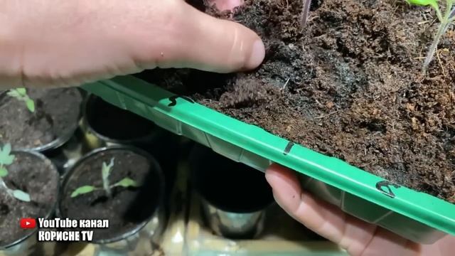 Розсада томатів витяглася! Все виправляється в момент просто зробіть це