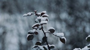 15246847-uhd_3840_2160_50fps