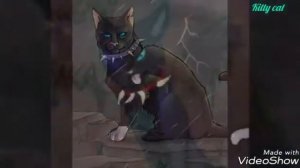 Топ 5 самых сильных котов воителей