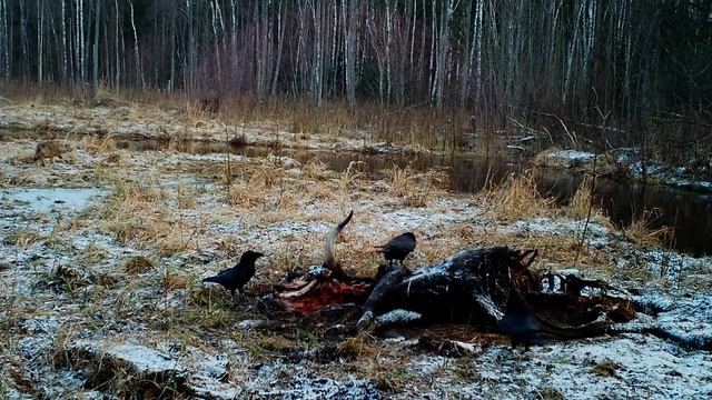 Jūras ērgļi (Haliaeetus albicilla) ziemā. White-tailed eagle, winter feed.Supported by the Erasmus+ смотреть онлайн