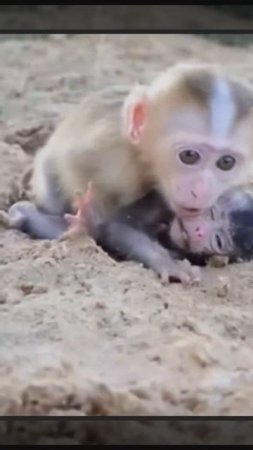 Маленькая обезьянка Луна любит новорожденную baby monkey