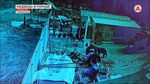 Медведь в Лангепасе 16-05-2024