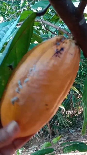 Getting Cacao from the tree 😱 #cacao #asmr #shorts #trending #fruit смотреть онлайн