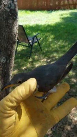 Yellow-billed Cuckoo