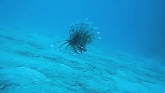 Arco & Buoyancy Garden смотреть онлайн