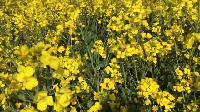 Рапс, Релакс смотреть онлайн