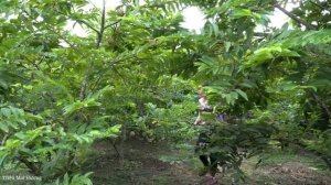 Harvesting Lots of Soursop to sell at the market - farm building | Trieu Mai Huong