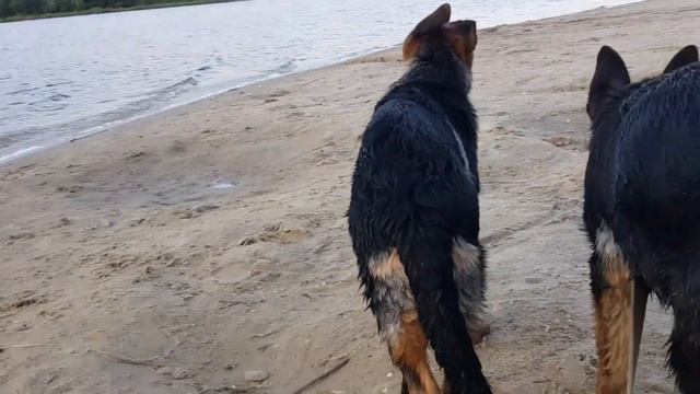 Пляжный сезон - закрыт! Тера и Грей на речке🌊Beach season is over! Tera and Gray on the River смотреть онлайн