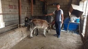 Дехкон бача дар хона ба чи кор машгул аст? 7 августа 2023 г.