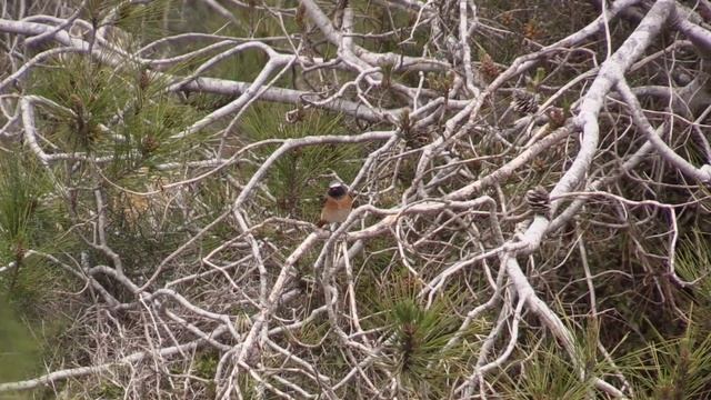 Rougequeue à front blanc (Phoenicurus p. phoenicurus) Common Redstart смотреть онлайн