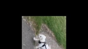 Casper first proper walk outside | Cute White Mini Schnauzer | 13 Weeks