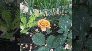 Роза Pine Dream Япония. Первогодка. Сезон 2023г