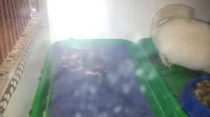 Рождение сусликов