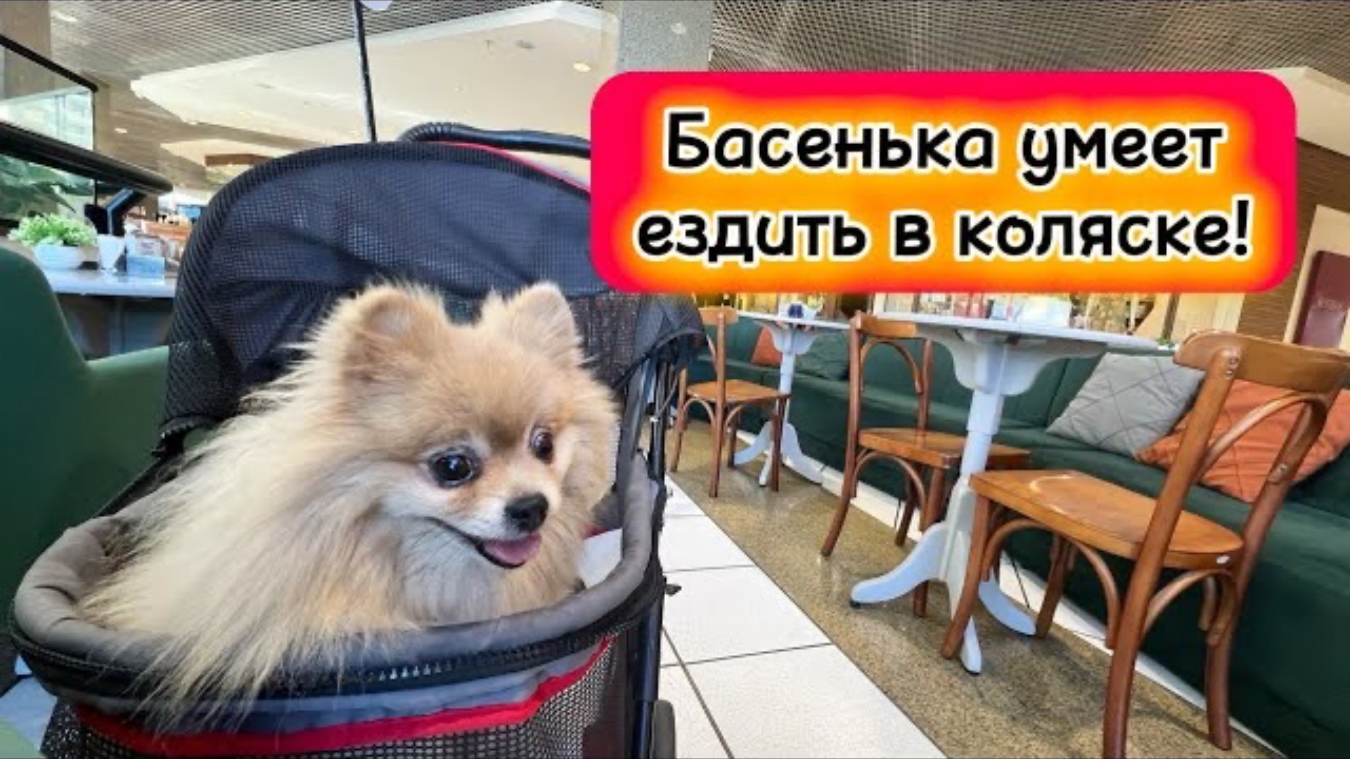 Басенька умеет ездить в коляске!