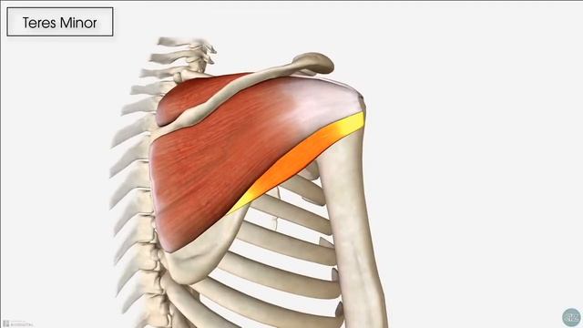 What is the Rotator Cuff? And what does it do? смотреть онлайн
