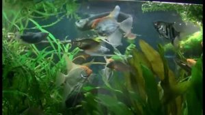 Домашний аквариум