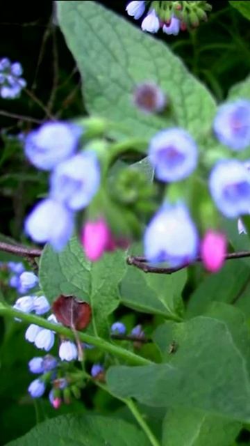 Бораго (Огуречная трава). Дмитрий Шлапак смотреть онлайн